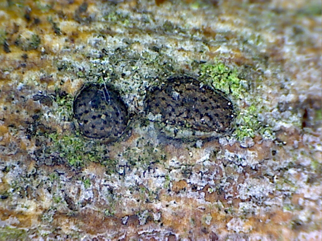 Isola di .... Mini-Quiz